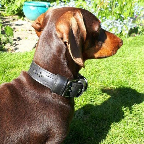 Brown dog wearing a vegan dog collar recycled from Paguro Upcycle sitting on green grass