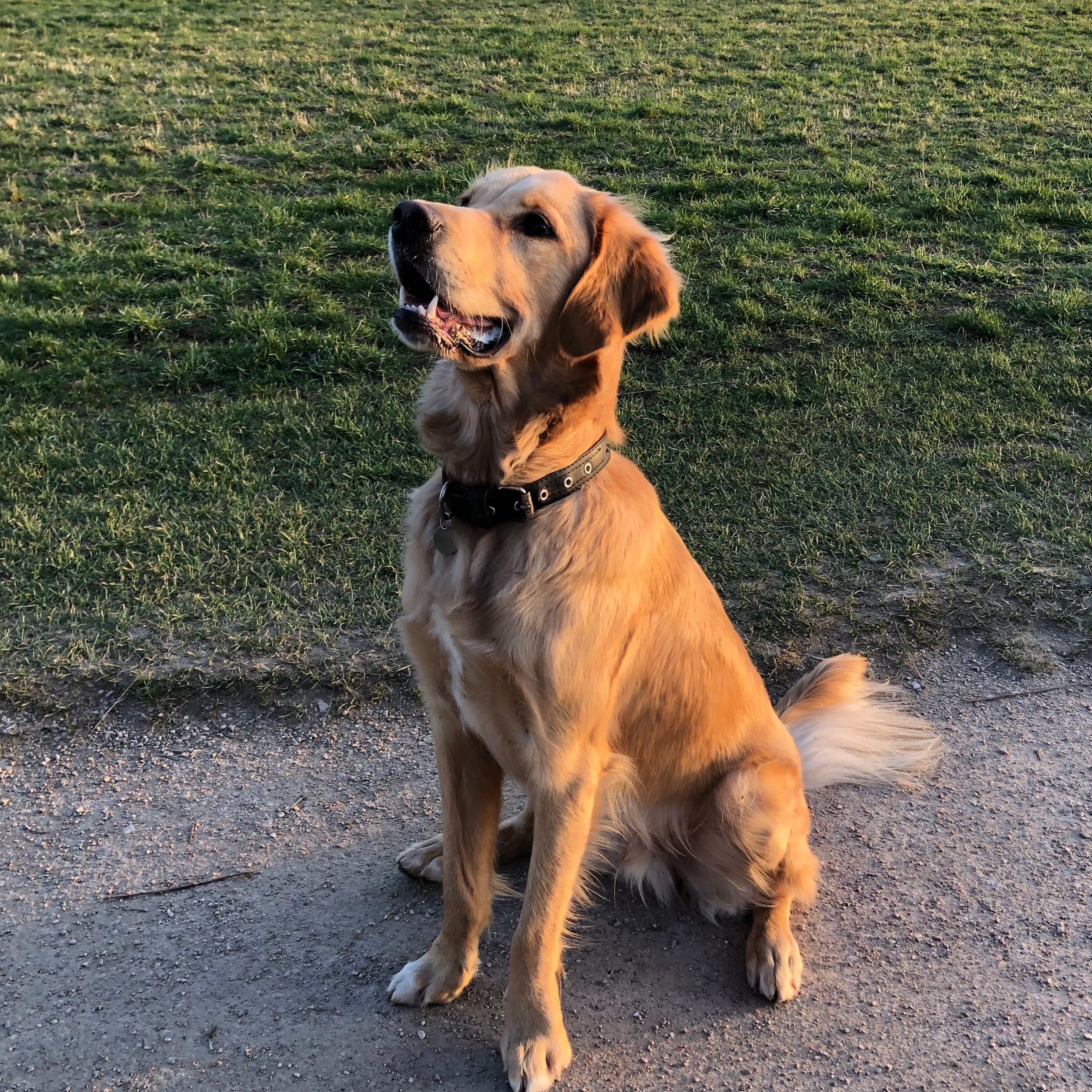 Golden retriever wearing a vegan dog collar recycled from Paguro Upcycle sitting on a dirt path in a park