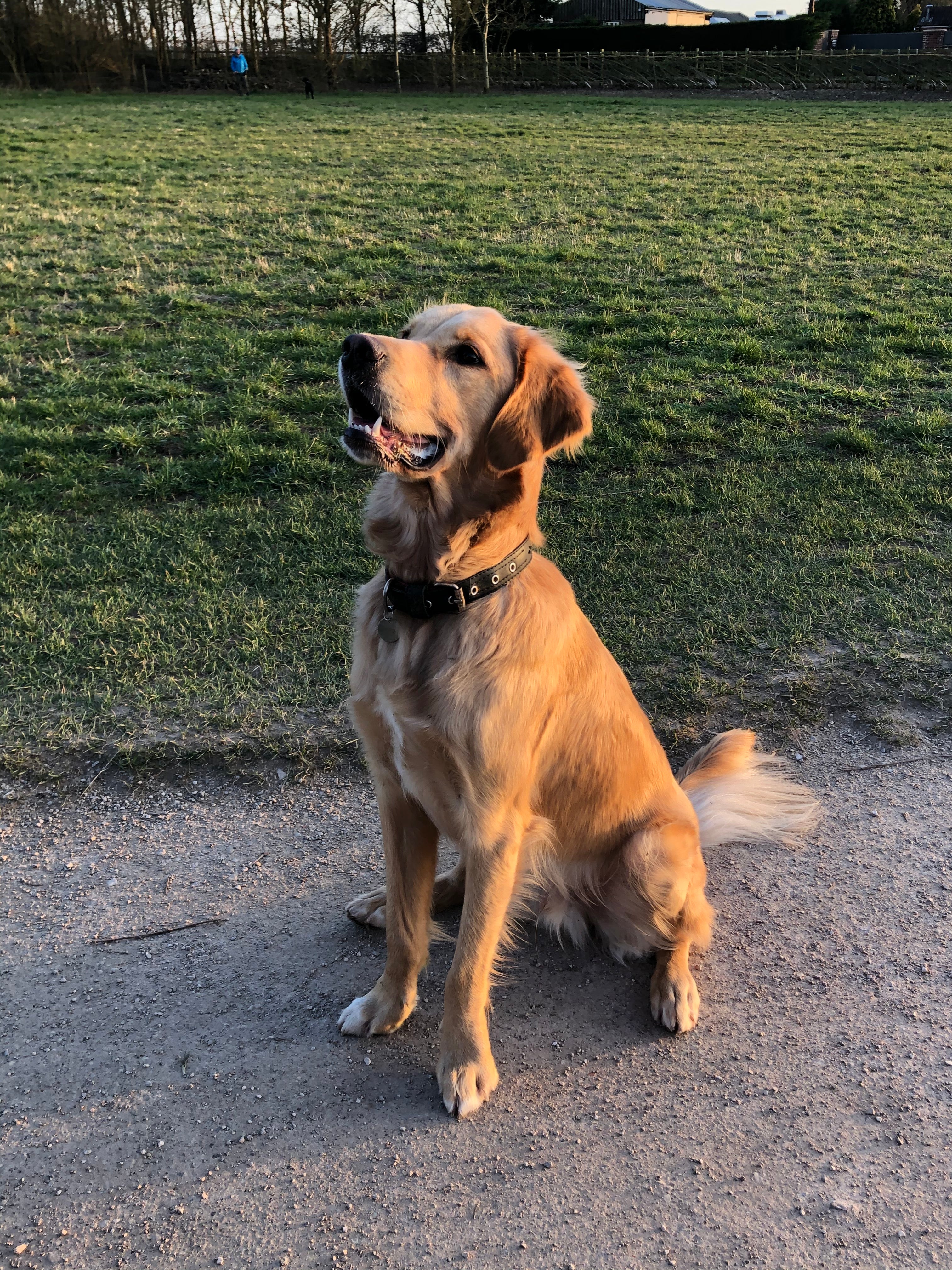 Golden retriever wearing a vegan dog collar recycled from Paguro Upcycle sitting on a dirt path in a park