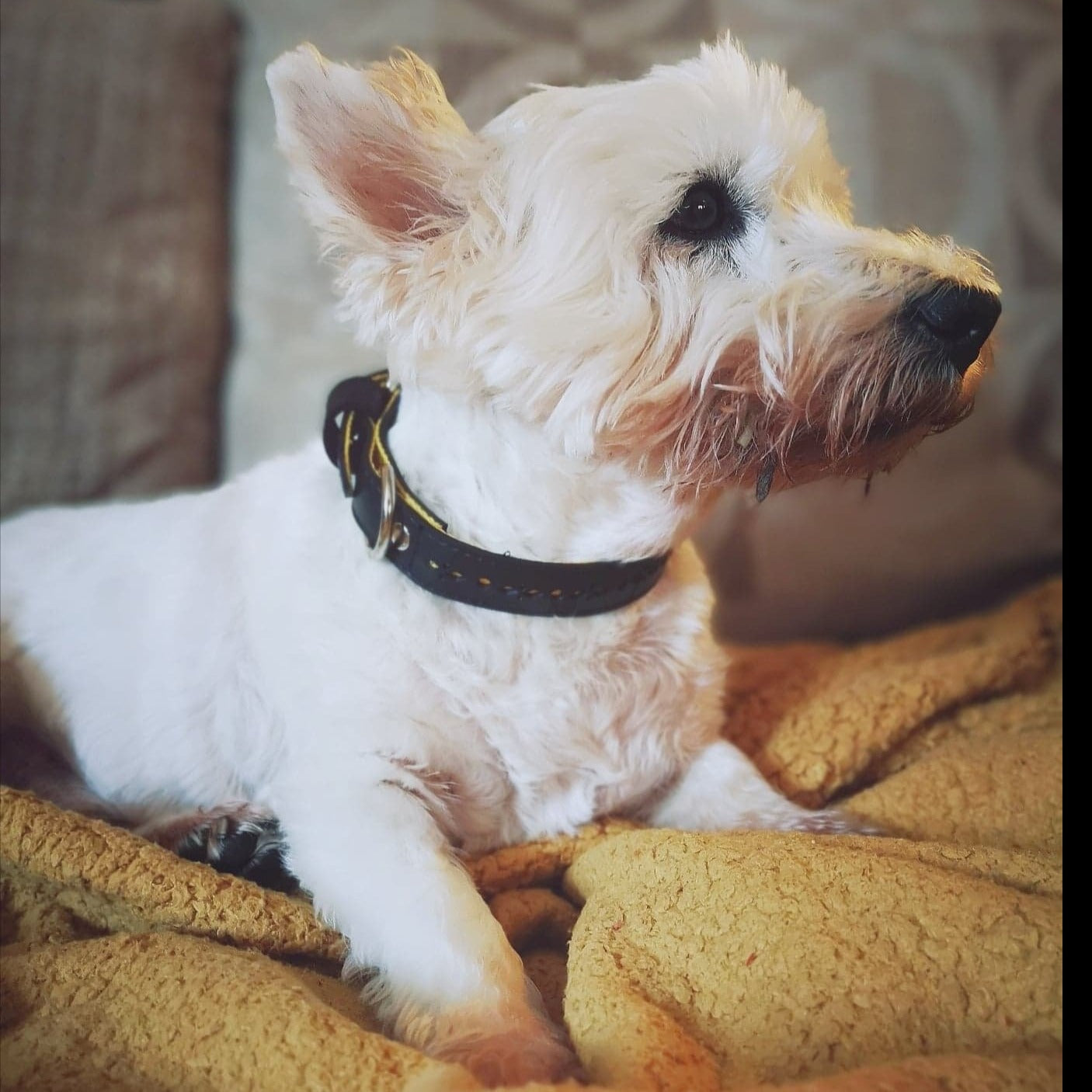 White dog wearing black vegan dog collar recycled by Paguro Upcycle laying on a beige blanket